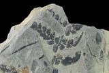 Pennsylvanian Fossil Fern (Neuropteris) Plate - Kentucky #137723-4